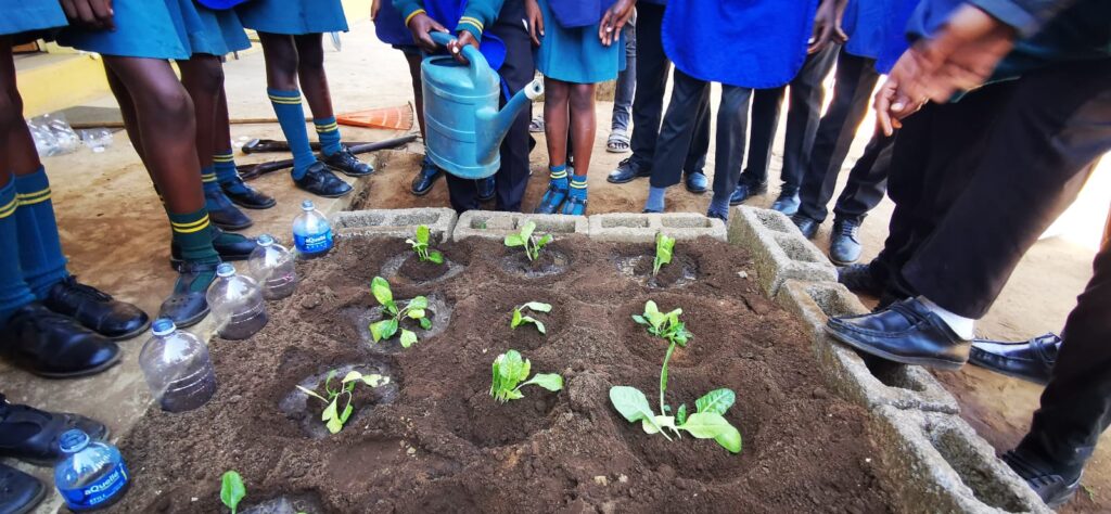 Watering the seedlings