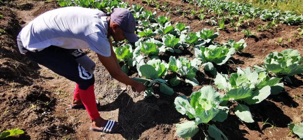 Ngcamu Gardening1 Ngcamu Gardening1