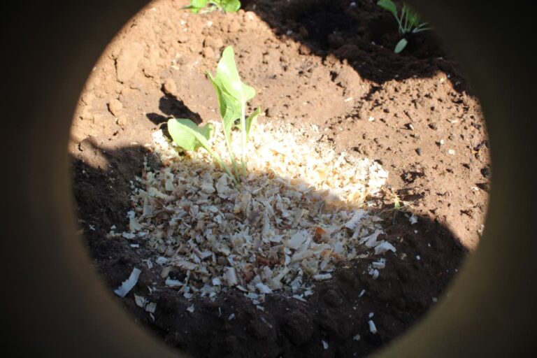 Msinga Planting Visits