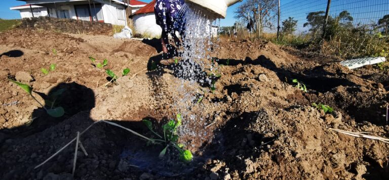 Sithole planting Spinach