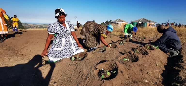 Friday Vegetable Planting Spree