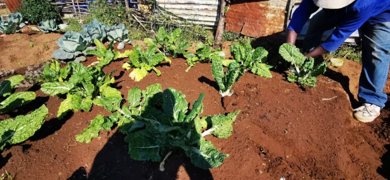 Harvesting Spinach