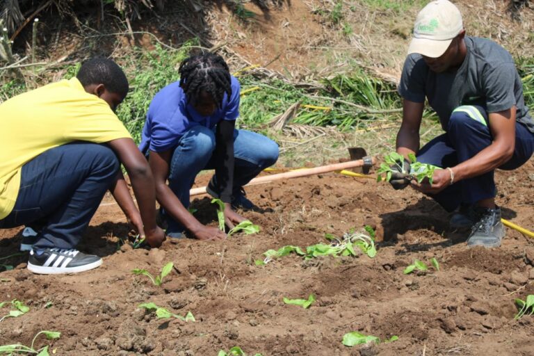 Hermannsburg School Starts a Garden