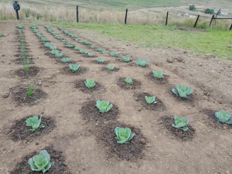 Thankful for True Upliftment