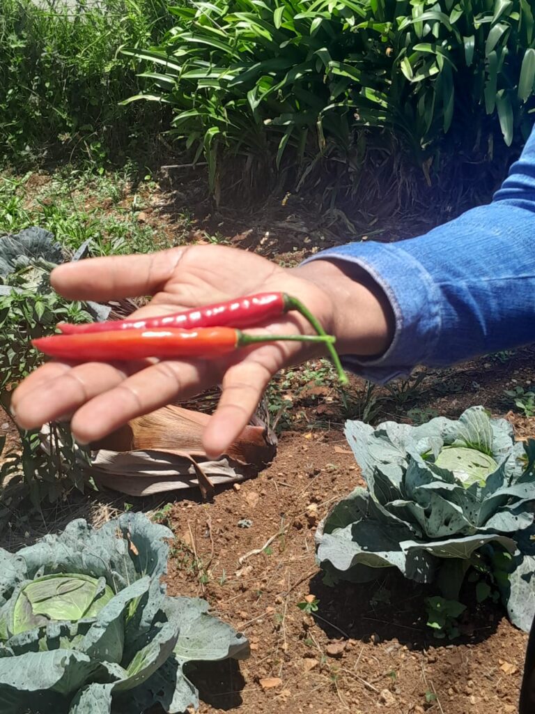 WhatsApp Image 2025-12-05 at 14.03.08