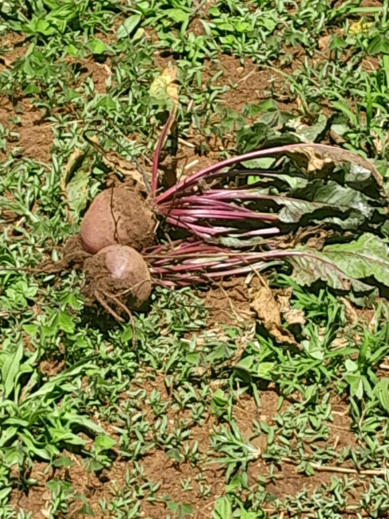 WhatsApp Image 2025-12-05 at 14.03.17 (1)