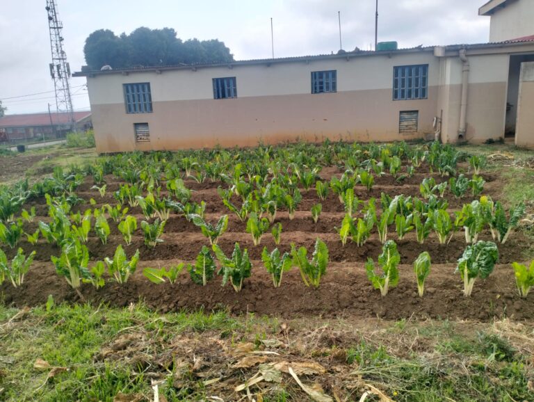 Planting together with Nkandla correctional services