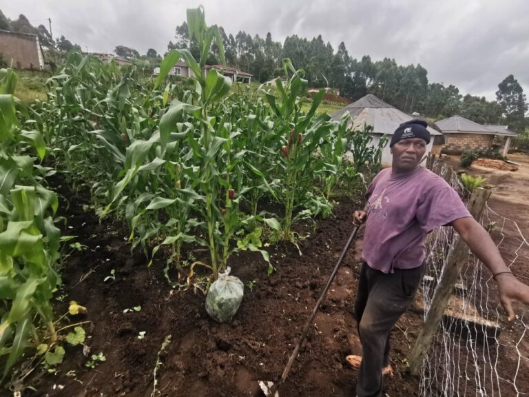 Mr Phakathi’s Home Garden