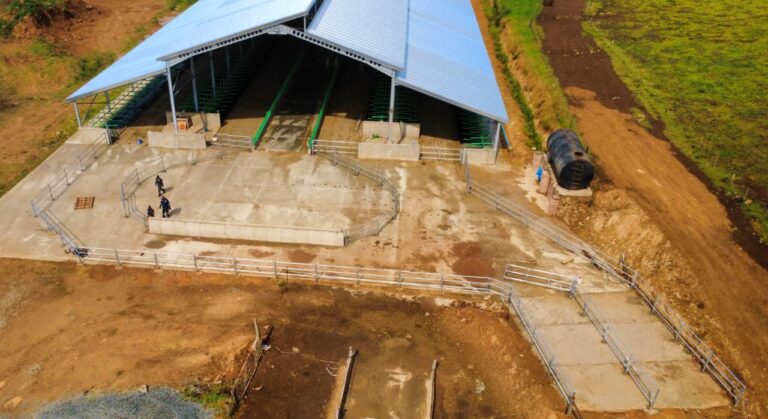 Building a Cow Shed!