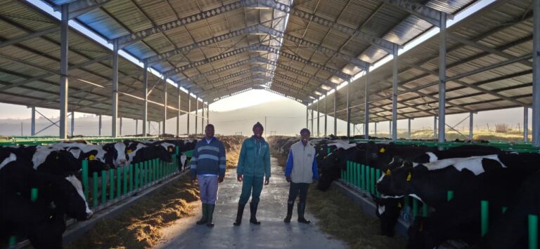 Building a Cow Shed!