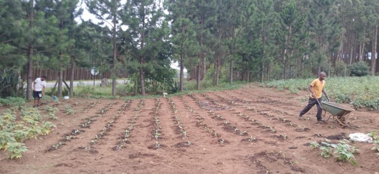 Vigorous Planting at Deemount