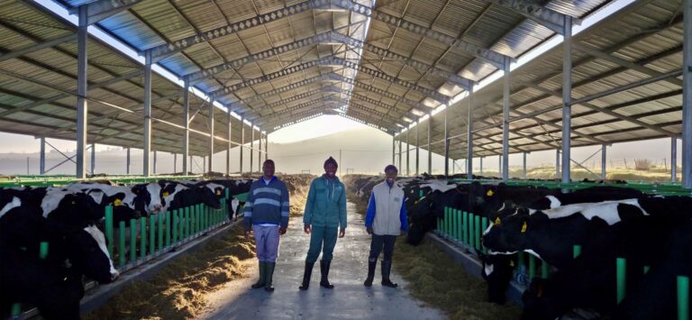Building a Cow Shed!